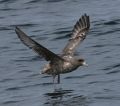 Northern Fulmar